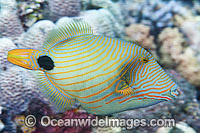 Orange-lined Triggerfish (Balistapus undulatus). Also known as Striped Triggerfish or Red-lined Triggerfish. Found throughout the Indo-West Pacific, including the Great barrier Reef, Australia.