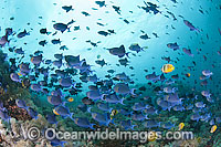 Schooling Blue Triggerfish (Odonus niger). Also known as Red-tooth Triggerfish. Brown Butterflyfish (Chaetodon kleinii) also in the school. Found throughout the Indo-Central Pacific, including the Great Barrier Reef, Australia.