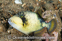 Yellow-margin Triggerfish (Pseudobalistes flavimarginatus) - juvenile. Found thoughout the Great Barrier Reef, NW Australia, SE Asia and Indo-central Pacific.