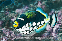 Clown Triggerfish (Balistes conspicillum). Found throughout the Indo-Pacific, including the Great Barrier Reef, Australia.