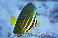 Sailfin Tang (Zebrasoma veliferum). Also known as Pacific Sail-fin Surgeonfish. Found throughout the Indo-West Pacific, including the Great Barrier Reef, Australia.