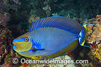 Big-nose Unicornfish (Naso vlamingii). Found throughout the Indo-West Pacific, including the Great Barrier Reef, Australia. A geographical colour variation does occurs. Photo was taken in Papua New Guinea. Within the Coral Triangle.