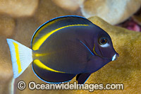 Velvet Surgeonfish (Acanthurus nigricans). Found throughout the Indo-West Pacific, including the Great Barrier Reef, Australia. Photo taken at Christmas Island, Australia.