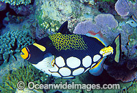 Clown Triggerfish (Balistes conspicillum). Great Barrier Reef, Queensland, Australia