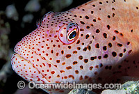 Freckled Hawkfish (Paracirrhites forsteri). Great Barrier Reef, Queensland, Australia