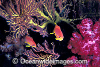 Orange Fairy Basslets (Pseudanthias cf cheirospilos) amongst Soft Corals. Great Barrier Reef, Queensland, Australia