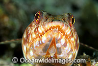 Variegated Lizardfish (Synodus variegatus). Great Barrier Reef, Queensland, Australia