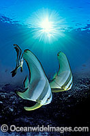 Round Batfish (Platax teira) - in sunrays. Great Barrier Reef, Queensland, Australia. Found throughout Indo-West Pacific.