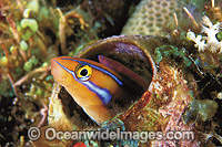 Blue-lined Sabretooth Blenny (Plagiotremus rhinorynchos) in old tube Worm tube. Also known as Tube-worm Blenny. Great Barrier Reef, Queensland, Australia