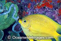 Golden Damsel (Amblyglyphidodon aureus) aerating eggs attached to Whip Coral. Also known as Lemon Damsel, Yellow Damselfish and Golden Sergeant. Great Barrier Reef, Queensland, Australia