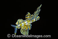 Flying Fish (Cypselurus sp.). Great Barrier Reef, Queensland, Australia
