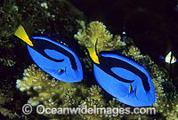 Blue Tangs (Paracanthurus hepatus). Also known as Blue Surgeonfish. Great Barrier Reef, Queensland, Australia