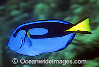 Blue Tang (Paracanthurus hepatus). Also known as Blue Surgeonfish. Great Barrier Reef, Queensland, Australia
