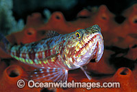 Variegated Lizardfish (Synodus variegatus). Great Barrier Reef, Queensland, Australia
