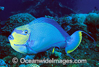 Big-nose Unicornfish (Naso vlamingii) - male. Also known as Vlaming's Unicornfish. Great Barrier Reef, Queensland, Australia