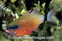 Ring-tailed Cardinalfish (Apogon fleurieu) - male brooding eggs in mouth. Great Barrier Reef, Queensland, Australia