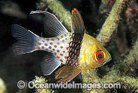 Pajama Cardinalfish (Sphaeramia nematoptera). Great Barrier Reef, Queensland, Australia