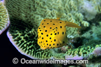 Yellow Boxfish (Ostracion cubicus) - juvenile. Great Barrier Reef, Queensland, Australia