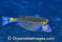Spotted Boxfish (Ostracion meleagris) - male. Also known as Black Boxfish. Great Barrier Reef, Queensland, Australia