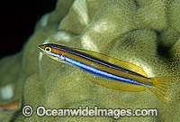 Blue-lined Sabretooth Blenny (Plagiotremus rhinorynchos). Also known as Tube-worm Blenny. Great Barrier Reef, Queensland, Australia