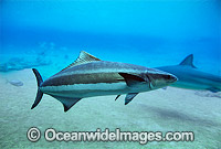Cobia (Rachycentron canadum). Also known as Black Kingfish. Found in warm-temperate to tropical waters of West and East Atlantic, Caribbean and Indo-Pacific, including Australia and Japan.