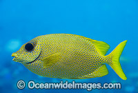 Coral Rabbitfish (Siganus corallinus). Also known as Ocellated Spinefoot. Great Barrier Reef, Queensland, Australia