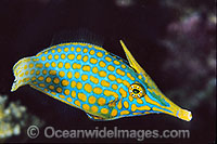 Beaked Leatherjacket (Oxymonacanthus longirostris). Also known as Beaked Filefish and Longnose Filefish. Usually found associated with branching or plate corals. Great Barrier Reef, Queensland, Australia, South East Asia and Indo-west Pacific.