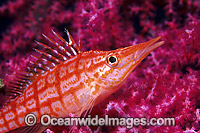 Long-nose Hawkfish (Oxycirrhites typus) on Gorgonian Fan Coral. Indo-Pacific