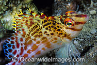 Coral Hawkfish (Cirrhitichthys falco). Found on shallow coastal and outer reef slopes throughout the Indo-West Pacific, including the Great Barrier Reef, Australia