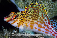 Coral Hawkfish (Cirrhitichthys falco). Found on shallow coastal and outer reef slopes throughout the Indo-West Pacific, including the Great Barrier Reef, Australia