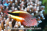 Freckled Hawkfish (Paracirrhites forsteri). Found on shallow coastal reefs and outer reefs throughout the Indo-West Pacific, including the Great Barrier Reef, Australia.