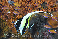 Moorish Idol (Zanclus cornutus), with Fairy Basslets. Found throughout the Indo-West Pacific, including the Great Barrier Reef, Australia.
