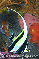 Moorish Idol (Zanclus cornutus). Found throughout the Indo-West Pacific, including the Great Barrier Reef, Australia.
