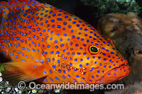 Coral Grouper (Cephalopholis miniata), also known as Coral Rock Cod and Coral Cod, being cleaned by Cleaner Shrimp (Urocardidella antonbruunii) . Found inhabiting coral reefs throughout Indo-West Pacific, including Great Barrier Reef, Australia