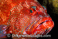 Tomato Grouper (Cephalopholis sonnerati), also known as Tomato Rock Cod. Found inhabiting coastal and off-shore tropical coral reefs throughout Indo-West Pacific, including Great Barrier Reef, Australia