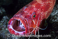 Cleaner Shrimp (Lysmata amboinensis) - cleaning a Tomato Grouper (Cephalopholis sonnerati), also known as Tomato Rock Cod. Found throughout Indo-West Pacific, including Great Barrier Reef, Australia