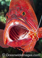Cleaner Shrimp (Lysmata amboinensis), cleaning inside the mouth and gills of a Tomato Grouper (Cephalopholis sonnerati), also known as Tomato Rock Cod. Found throughout the Indo-West Pacific, including Great Barrier Reef, Australia.