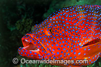 Coral Grouper (Cephalopholis miniata). Also known as Coral Rock Cod and Coral Cod. Found inhabiting coral reefs throughout Indo-West Pacific, including Great Barrier Reef, Australia