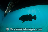 Queensland Groper (Epinephelus lanceolatus), resting under a boat. Also known as Queensland Grouper and Giant Grouper. Great Barrier Reef, Queensland, Australia. Classified Vulnerable on the IUCN Red List.
