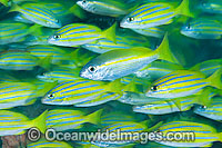 Schooling Blue-striped Snapper (Lutjanus kasmira). Found throughout the Indo-West Pacific, including the Great Barrier Reef, Australia.