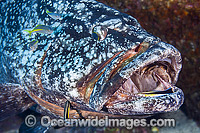 Black Cod (Epinephelus daemelii), being cleaned by Cleaner Wrasse (Labroides dimidiatus). Found in Sth-east Australia, Sth Qld to Mallacoota, Vic. Norfolk Island, Elizabeth and Middleton Reefs, Lord Howe Island, to Nth NZ. Solitary Islands, NSW, Australia