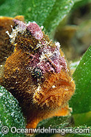 Prickly Anglerfish (Echinophryne crassispina). Port Phillip Bay, Victoria, Australia