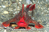 Red Handfish (Thymichthys politus). Endemic to the shallow estuaries of Tasmania, Australia. Photo taken on the Tasman Peninsula. Classified as Critically Endangered on the IUCN Red List.