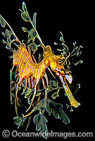 Leafy Seadragon (Phycodurus eques). Fleurieu Peninsula, South Australia. Endemic to Australia. Classified as Near Threatened on the IUCN Red List.