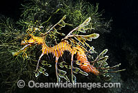 Leafy Seadragon (Phycodurus eques) - male with eggs attached to underside of tail. Fleurieu Peninsula, South Australia. Endemic to Australia.