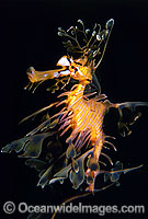 Leafy Seadragon (Phycodurus eques). Endemic to southern Australia, ranging from Geraldton in Western Australia to the Bellarine Peninsula, Victoria. Classified as Near Threatened on the IUCN Red List.