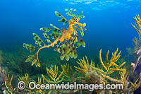 Leafy Seadragon (Phycodurus eques). Found from Lancelin, WA, to Wilsons Promontory, Vic, but mostly sighted in SA waters and southern WA waters. Photo taken at York Peninsula, South Australia. Endemic to Australia.