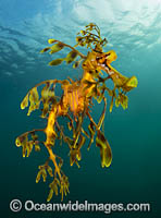 Leafy Seadragon (Phycodurus eques). Found from Lancelin, WA, to Wilsons Promontory, Vic, but mostly sighted in SA waters and southern WA waters. Photo taken at York Peninsula, South Australia. Endemic to Australia.