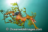 Leafy Seadragon (Phycodurus eques), with a Parasitic Fish Lice, or Parasitic Isopod (Creniola laticauda) attached. Found from Lancelin, WA, to Wilsons Promontory, Vic, but mostly in SA waters and southern WA waters. Photo: York Peninsula, South Australia.