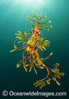 Leafy Seadragon (Phycodurus eques), with a Parasitic Fish Lice, or Parasitic Isopod (Creniola laticauda) attached. Found from Lancelin, WA, to Wilsons Promontory, Vic, but mostly in SA waters and southern WA waters. Photo: York Peninsula, South Australia.
